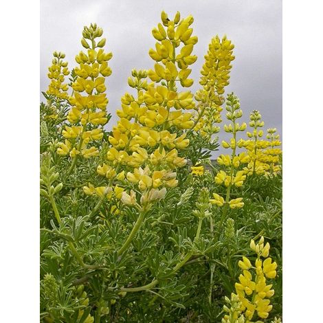 Lupin en arbre Pot de 2L/3L