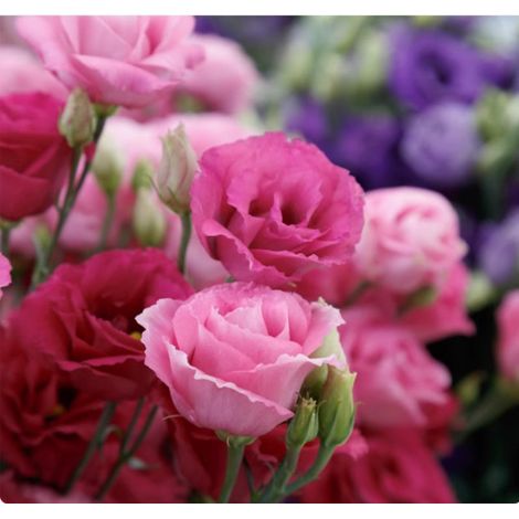 500 graines de lisianthus rouge Lucita - Semis simple, floraison longue durée, parfait pour jardin, balcon et pots décoratifs (1/5)