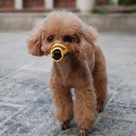 Adjustable nylon dog muzzle, yellow, size S for dogs weighing 5-12kg (1/5)