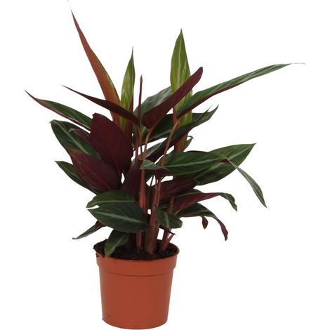 Calathea Stripestar - Plante Verte d'Intérieur Décorative - Feuilles Rayées Vert et Blanc - 40 cm - PANGIVO (1/2)
