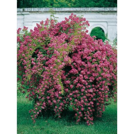Rosier grimpant 'Maria Lisa' Pot de 4L/5L