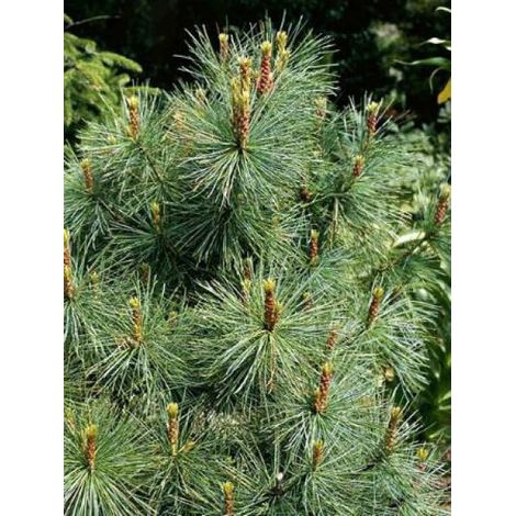Pin blanc des japonais 'Glauca' Pot de 4L/5L