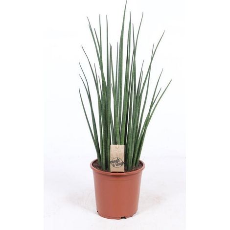 Sansevieria Mikado Plante d’Intérieur Feuillage en Éventail Vert Pot 19 cm Hauteur 70 cm - PANGIVO
