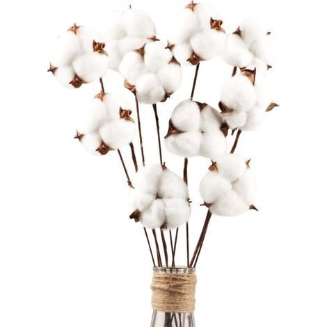 Packung mit 30 Stück, getrockneten Baumwollblüten mit Stiel, 30 cm (1/5)