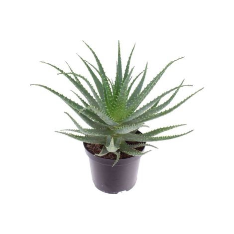Aloe arborescens "Aloe padre Romano Zago" pianta officinale in vaso ø18 cm pianta grassa sempreverde MADE IN ITALY (1/5)