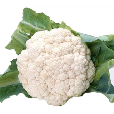 Semi di cavolfiore "Brassica oleracea" di Jesi piante per orto e giardino