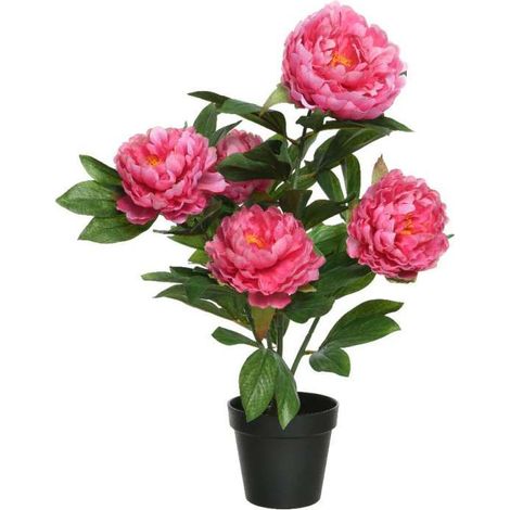 PEONIE IN VASO FUCSIA PZ