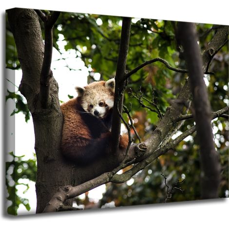 Leinwanddruck Tiere Roter Panda 50x40 cm