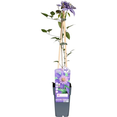 Clématite  - Clematis 'Multi Blue'  - 50-60 cm pot (1/5)