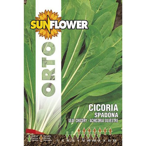 Graines de chicorée Spadona Tournesol