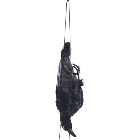 Corbeau mort suspendu réaliste de 43 cm (17 pouces), taille réelle, très grand, à plumes noires.