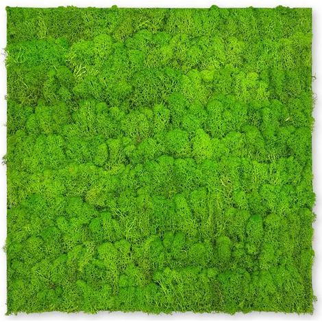 JANGAL Modular Wall Akustik 3D Paneele 520 x 520 mm Bright Green Moos Moos Pflanzenwand Paneele Echtmoos (1/5)