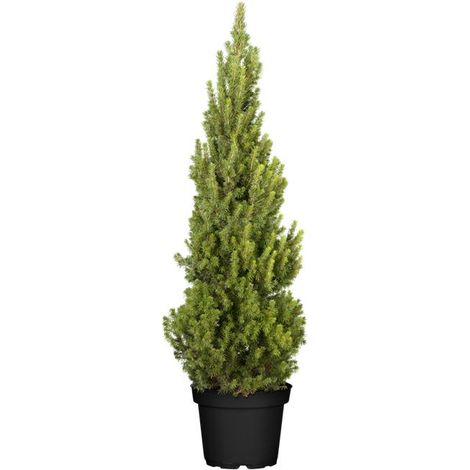 Zuckerhut-Fichte 'Conica' Picea glauca 'Conica' 5L 60- 80