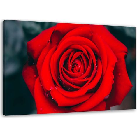 Tableau sur toile Belle fleur de rose rouge 60x40 (1/5)