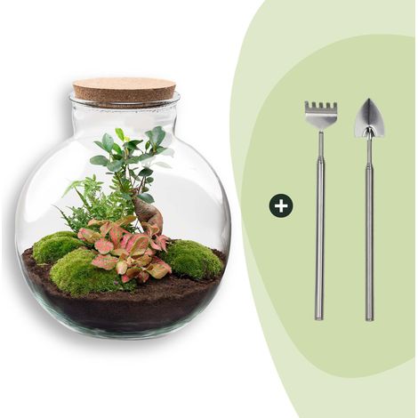 Kit Terrarium DIY Écosystème Autonome avec Bonsaï Ficus Ginseng et Plantes Ø 31 x 30 cm - PANGIVO (1/3)
