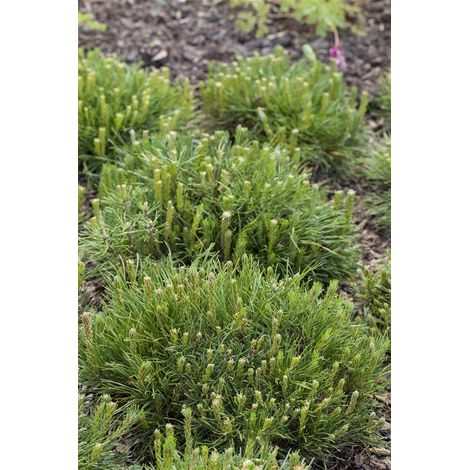 Krummholz-Kiefer Pinus mugo mughus 2L 20- 25