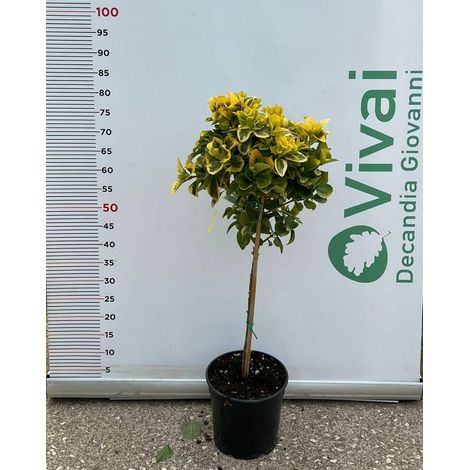 PIANTA DI EVONIMO JAPONICUS AUREA ALBERELLO VASO 21 (foto reale) H.60/70 cm