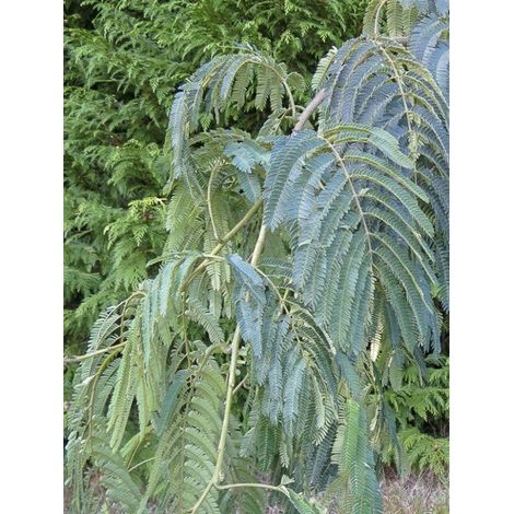 Arbre de soie 'Shidare' Pot de 7,5L/10L, Baliveau