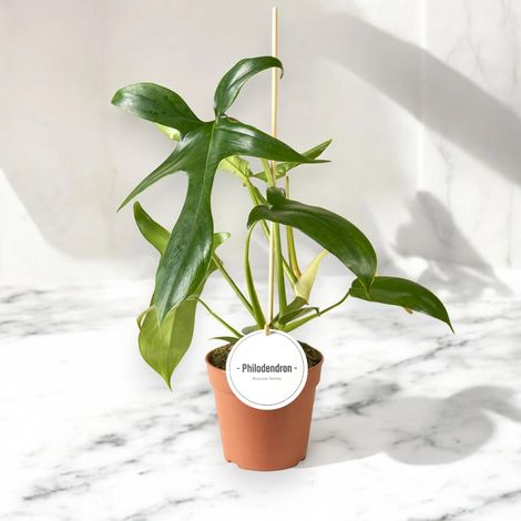 Gardenaria Philodendron 'Gladhands' - Pianta da interno ornamentale - Altezza: 40 cm (vaso 12) (1/5)