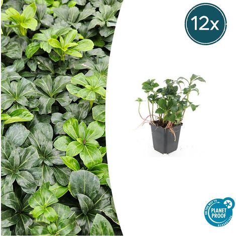 Lot de 12 Pachysandra terminalis 'Green Sheen' Couvre-sol Persistant Vert Brillant 10-25 cm Ø9 cm - PANGIVO (1/5)