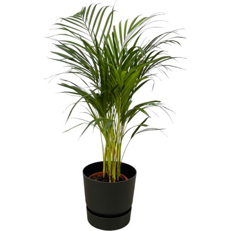 Palmier Areca Chrysalidocarpus lutescens avec Pot Noir - Hauteur 85 cm - PANGIVO