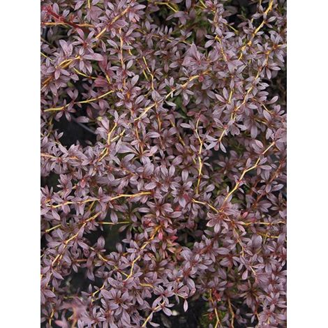 Épine-vinette de Thunberg 'Red Dream' Pot de 7,5L/10L (1/3)