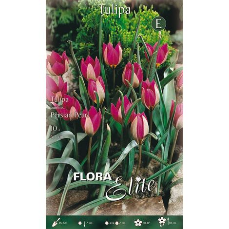 Bulbi di Tulipano Humilis Persian Pearl 10 Bulbi