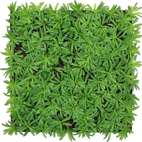 JANGAL Modular Wall Akustik 3D Paneele 520 x 520 mm Podocarpus Tea Tree Kunst Pflanzwand Naturfaser (1/5)