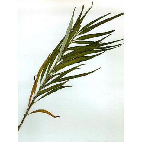 Osier blanc, Saule des vanniers Pot de 1,5L/2L (1/2)