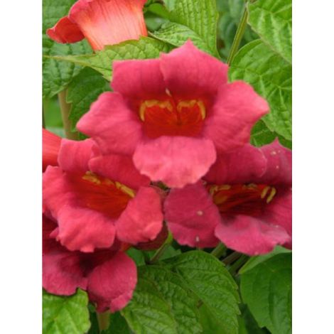 Bignone, Trompette de Virginie 'Stomboli' Pot de 2L/3L