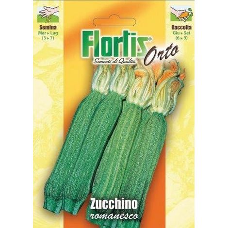 ZUCCHINO ROMANESCO