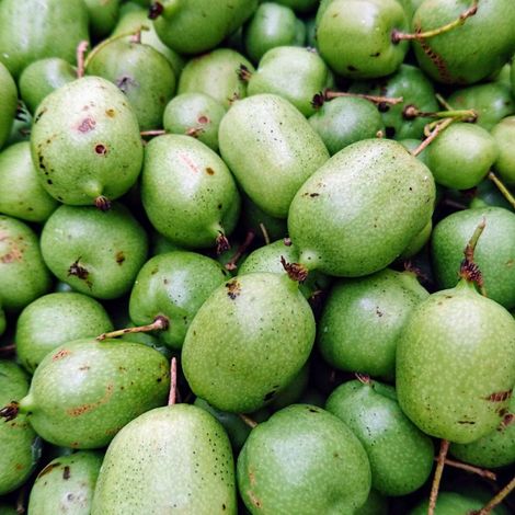 Kiwi de Sibérie arguta Chang Bai Giant (Femelle)/Godet