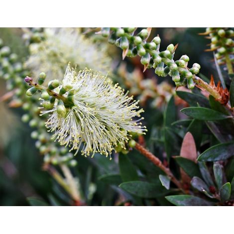 Semillas de Sauce Limpiabotellas. Callistemon Salignus. 100000 Semillas