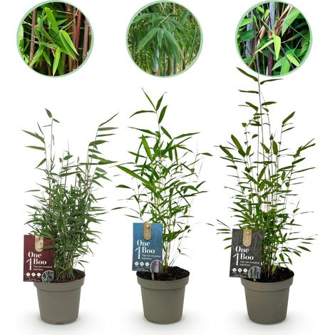 Lot de 3 Bambous Fargesia Dragon Tricolore Noir Rouge Bleu - Hauteur 35cm Pot 14cm - Non Traçant - PANGIVO (1/5)