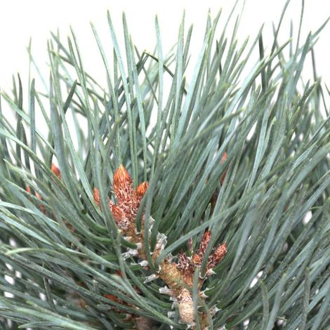 Pin sylvestre nain Chantry Blue, Pinus/Pot de 5L - 40/60 cm (1/4)