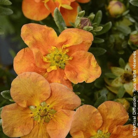 Potentille arbustive Orang'issima®, Potentilla/Pot de 7,5L - 40/60 cm