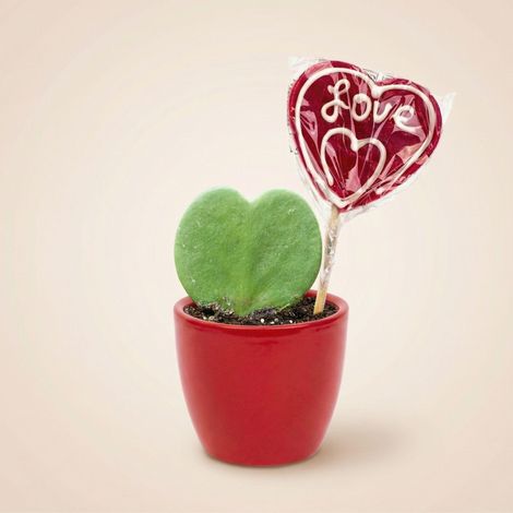 Plante Cœur Hoya Kerrii avec Pot en Céramique Rouge et Sucette I Love You - Set Cadeau 3 Pièces - PANGIVO (1/3)