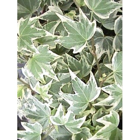 HEDERA HELIX WHITE RIPPLE IN VASO 14CM