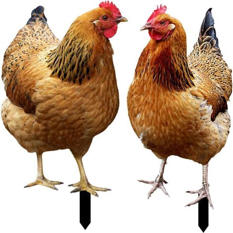 Lot de 2 piquets de jardin en forme de poule-Décoration en acrylique-Pour jardin,pelouse