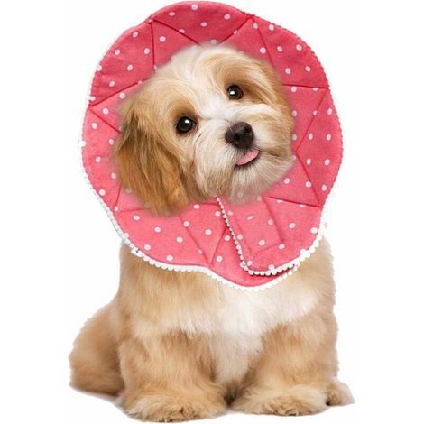 Memkey – Weiches Schaumstoffhalsband für Katzen und Hunde – Wasserdicht und waschbar – Bissfest – Verstellbarer Riemen für optimalen Tragekomfort (1/5)