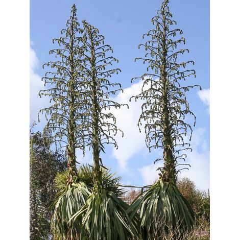 Pluie d'étoiles du Mexique Pot de 4L/5L (1/2)