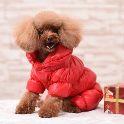 Automne et hiver vêtements pour animaux épais vêtements pour chiens hiver chaud vêtements pour chiens en pur coton S (1/5)