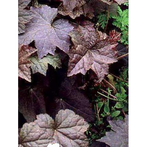 Heuchère 'Palace Purple' Godet de 7/8 cm (1/5)