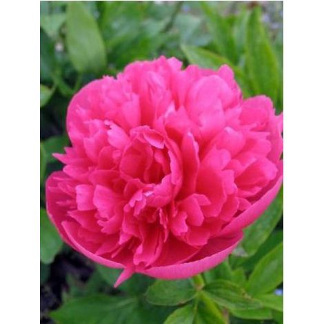 Pivoine officinale 'Rosea Plena' Pot de 12 cm / 13 cm