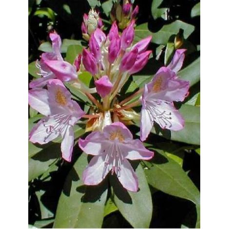 Rhododendron ponticum 'Roseum' Pot de 4L/5L (1/4)