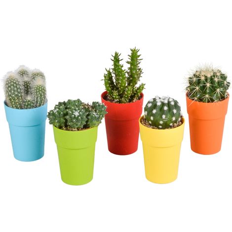 Lot de 5 Cactus Variés Décoratifs en Pots en Plastique Colorés avec Pieds en Bois Ø 5,5 cm - PANGIVO (1/5)