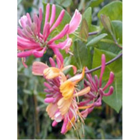 Chèvrefeuille grimpant 'American Beauty' Pot de 1,5L/2L (1/2)