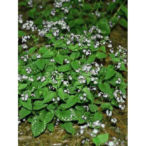 Buglosse de Sibérie 'Langtrees' Godet de 8/9 cm (1/4)