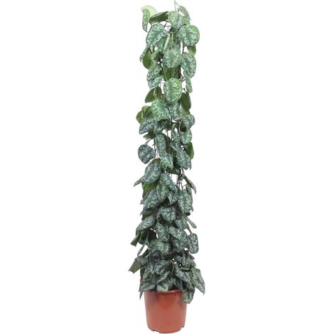 Scindapsus Pictus Trebie Plante Verte sur Treillis Argentée H 160 cm ø 27 cm - PANGIVO (1/4)