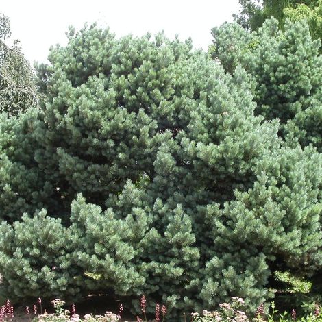 Pin sylvestre nain Watereri, Pinus/Pot de 3L - 40/60 cm (1/5)